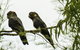 Conimbla National Park - thumb 0