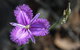 Conimbla National Park - thumb 3