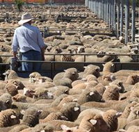 Livestock Marketing Centre - Australia Accommodation