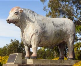 Rockhampton Bull Statues - Australia Accommodation 1