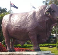 Rockhampton Bull Statues - Australia Accommodation