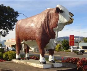 Rockhampton Bull Statues - Australia Accommodation 2