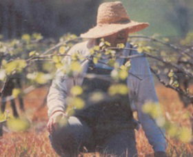 Canobolas Smith Winery - Australia Accommodation 0