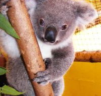 Cooberrie Park Wildlife Sanctuary - Australia Accommodation
