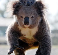 Koalas in Gunnedah - Australia Accommodation