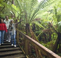 Otway Fly Treetop Adventures - Australia Accommodation