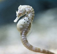 SEA LIFE Melbourne Aquarium - Australia Accommodation