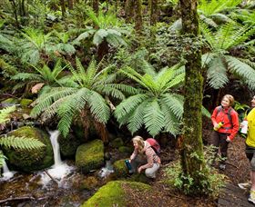 Baw Baw National Park - Australia Accommodation 0