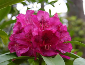 Campbell Rhododendron Gardens - Australia Accommodation 0