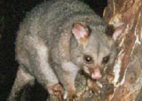 Moondarra State Park - Australia Accommodation 0