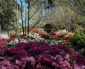 Wildwood Garden - Australia Accommodation 2
