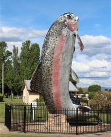 Big Trout - Australia Accommodation 0