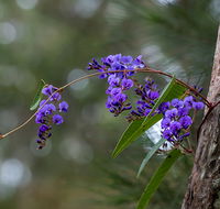 Mann River Nature Reserve - Australia Accommodation