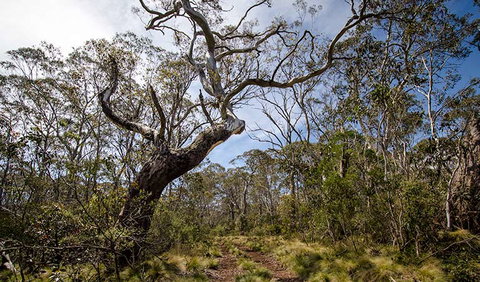 Barrington Trail - Australia Accommodation 1