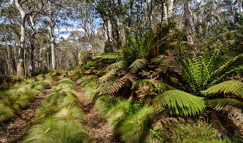 Barrington Trail - Australia Accommodation 2