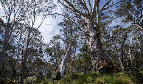 Barrington Trail - Australia Accommodation 3