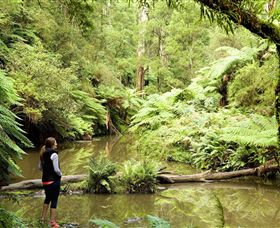 Morwell National Park - Australia Accommodation 0