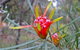 Glenbrook Native Plant Reserve And Nursery - thumb 0