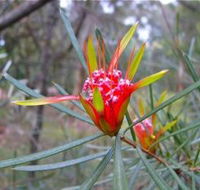 Glenbrook Native Plant Reserve and Nursery - Australia Accommodation