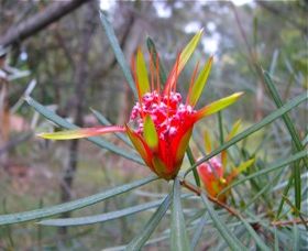 Glenbrook Native Plant Reserve And Nursery - Australia Accommodation 0