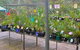Glenbrook Native Plant Reserve And Nursery - thumb 3