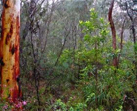 Glenbrook Native Plant Reserve And Nursery - Australia Accommodation 2