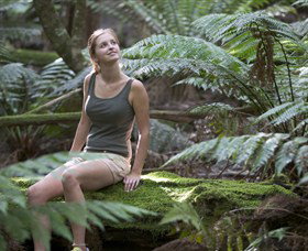Barrington Tops National Park - Honeysuckle Forest Track - Australia Accommodation 0