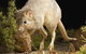 Kanyana Wildlife Rehabilitation Centre - thumb 0