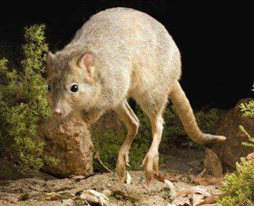 Kanyana Wildlife Rehabilitation Centre - Australia Accommodation 0