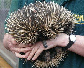 Kanyana Wildlife Rehabilitation Centre - Australia Accommodation 2