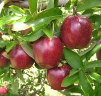Top 40 Orchard - Australia Accommodation