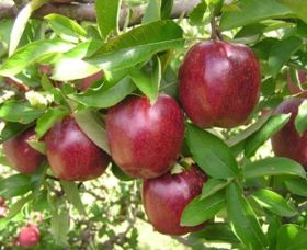 Top 40 Orchard - Australia Accommodation 0