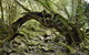 Mitchell River National Park - thumb 0