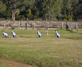 Wollombi Wines - Australia Accommodation 5