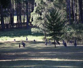 Shrine Of Our Lady Of Mercy At Penrose Park - Australia Accommodation 2