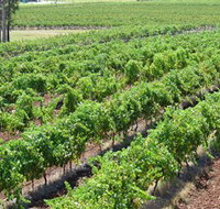 Pokolbin Brothers Wines Hunter Valley - Australia Accommodation