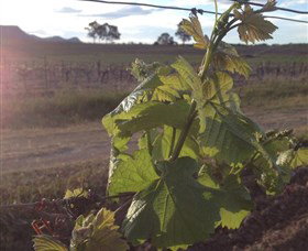 Drayton's Family Wines - Australia Accommodation 1