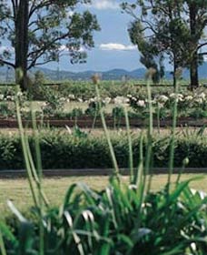Vinden Estate Wines - Australia Accommodation 1