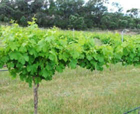 Tamburlaine Organic Wines - Australia Accommodation 1
