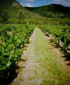 Gartelmann Wines - Australia Accommodation 0