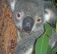 Hunter Valley Zoo - Australia Accommodation