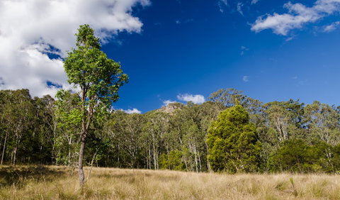 Brush Turkey Track - Australia Accommodation 0