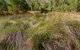Brush Turkey Track - thumb 2
