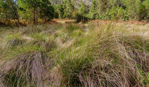 Brush Turkey Track - Australia Accommodation 2