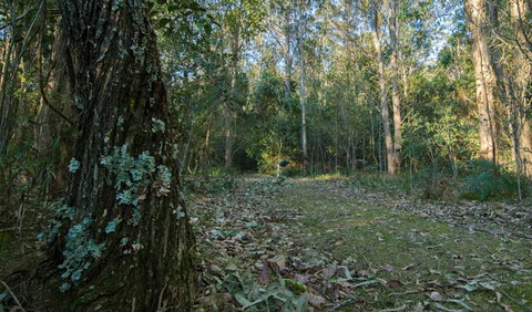 Brush Turkey Track - Australia Accommodation 3
