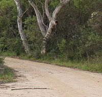 Riverview walking track - Australia Accommodation