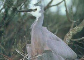 Jack Smith Lake State Game Reserve - Australia Accommodation 0