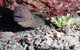 Anchor Bommie Dive Site - thumb 1