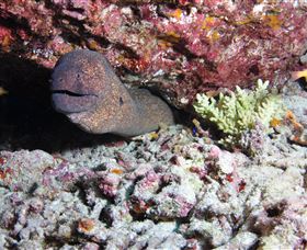 Anchor Bommie Dive Site - Australia Accommodation 1