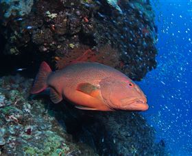 Anchor Bommie Dive Site - Australia Accommodation 0